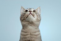 Curious cream colored cat looking up against light blue background, close-up portrait showing whiskers and attentive expression. Pet photography for veterinary and animal care.