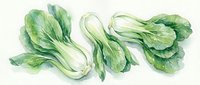 Fresh green bok choy vegetables in watercolor style on white background, organic Asian leafy greens for healthy cooking and nutrition concepts.