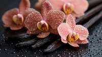 Pink orchid flowers with water drops on dark wet stones, creating elegant spa composition with dramatic lighting and reflective surface. Wellness concept.