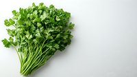 Fresh green parsley bunch with stems isolated on white background. Raw organic herb for cooking, garnishing and seasoning culinary dishes.