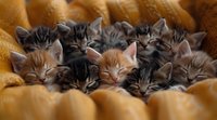 Group of adorable sleepy kittens with tabby and ginger fur nestled together in cozy yellow blanket, creating heartwarming pet portrait.