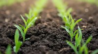 Young green seedlings emerging from rich dark soil in garden bed showing new life and growth in agriculture and farming.