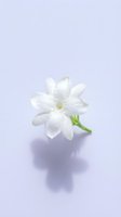 Fresh white jasmine flower with water droplets on a soft lavender background, casting a gentle shadow, evoking purity and natural elegance.