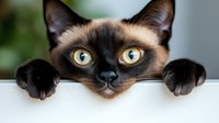 Curious Siamese cat with bright yellow eyes peeking over edge, showing paws and facial features in close-up view against blurred background.
