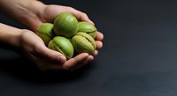 Close-up of hands holding fresh green feijoa fruits against dark background, suitable for food, agriculture, and healthy eating content.