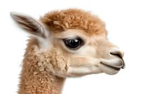 Adorable brown alpaca head in profile view against white background, showing distinctive fluffy fur, long eyelashes and gentle expression. Isolated cutout for design.