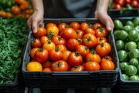 Fresh ripe red tomatoes in black plastic crate at farmers market. Hands holding box of organic produce with green vegetables in background.