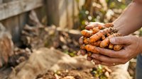 Farmer holding freshly harvested turmeric roots in hands at agricultural field, showing organic spice cultivation and traditional farming practices for food production.