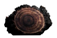 Cross section of burnt tree trunk showing annual growth rings and charred bark texture on isolated background, natural wood pattern detail for design projects.