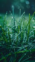Fresh morning dew drops on green grass blades create magical bokeh effect in natural sunlight, macro nature photography showing pure freshness and tranquility.