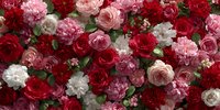 Luxurious floral arrangement with red roses, pink peonies and white carnations creating romantic bouquet for weddings, valentines day celebrations and special occasions.