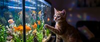 Tabby cat watching tropical fish swimming in illuminated aquarium with colorful plants and decorations, curious pet observing aquatic life indoors.