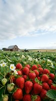 Fresh ripe strawberries growing in agricultural field with white flowers and green leaves, farm barn in background under cloudy sky for organic farming concepts.