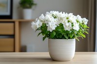 White azalea flowers blooming in modern ceramic pot on wooden table, indoor houseplant decoration for home interior design and botanical display.
