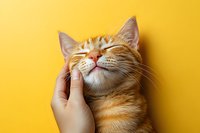 Ginger cat with closed eyes enjoying gentle face scratches against vibrant yellow background, expressing contentment and happiness in a tender moment.