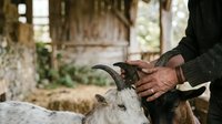 Farmer's hands gently petting a goat on rural farm. Rustic barn setting with livestock care and animal husbandry. Agricultural scene for farming, agriculture, and rural lifestyle content.