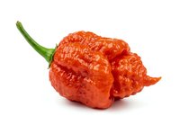 Bright red wrinkled hot pepper with green stem isolated on white background, ready for culinary and food design projects.