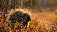 Porcupine foraging among autumn leaves in natural woodland habitat during golden hour light creating warm atmospheric wildlife scene.