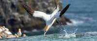 Northern gannet seabird diving into ocean water with wings spread and water splashing around body during fishing behavior near rocky coastline.