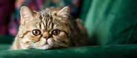 Adorable tabby kitten with big golden eyes peeking over green velvet surface. Cute domestic cat portrait for pet care, veterinary services, animal welfare.