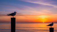 Seagulls perched on wooden posts during golden hour sunset over calm ocean waters with vibrant orange and purple sky colors reflecting on sea surface.