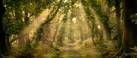 Enchanted forest path with golden sunlight streaming through ancient trees creating magical atmosphere with glowing particles and mystical tunnel effect.
