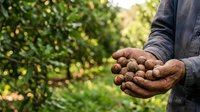 Farmer holding freshly harvested potatoes in hands against green garden background, agricultural produce and organic farming concept.