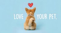 Orange tabby kitten sitting with back turned showing fluffy tail on blue background with red heart and love your pet text for veterinary care campaigns.
