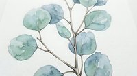 Watercolor eucalyptus branch with soft green and blue leaves on white background, botanical illustration for home decor and wedding designs.