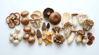 Assorted fresh and dried mushroom varieties arranged on white background, including button, oyster, shiitake, and wild species for culinary and cooking use.