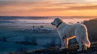 White fluffy dog standing on hill overlooking misty countryside landscape at golden sunrise with rolling fields and farm buildings in distance.
