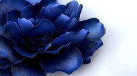 Deep blue peony flower with layered petals on white background for floral design projects, wedding invitations, botanical art and decorative elements.