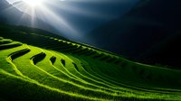 Dramatic sunbeams illuminate vibrant green rice terraces cascading down mountainside creating stunning agricultural landscape with golden light rays.