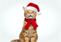 Orange tabby cat wearing red Santa hat and festive bow tie isolated on white background. Cheerful holiday pet portrait suitable for seasonal greeting cards, Christmas marketing campaigns, and festive design projects.