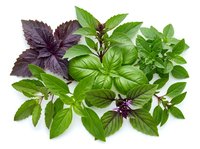 Fresh basil herbs collection with green and purple varieties isolated on white background for culinary cooking and seasoning recipes.