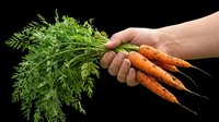 Fresh carrots with green leafy tops held in hand, isolated on transparent background, ready for culinary design, recipe graphics, cooking blogs, food packaging, print-on-demand products and digital culinary projects.