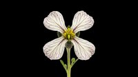 Delicate white flower with four petals and yellow center, isolated on transparent background. Ready for clipart, t-shirt design, stickers, sublimation, and print-on-demand projects.