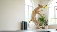 Playful cat standing on hind legs reaching for feather toy near bright window with potted plant and modern decor in contemporary home interior.