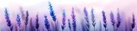 Purple lavender flowers in soft focus creating dreamy botanical background with gentle pink and violet tones for spa wellness and aromatherapy designs.