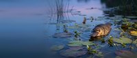 Beaver swimming in calm lake water among lily pads during golden hour twilight with peaceful natural wildlife habitat scenery.