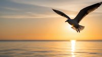Seagull soaring over calm ocean waters during golden sunset with warm sky colors reflecting on sea surface creating peaceful seascape scene for travel concepts.