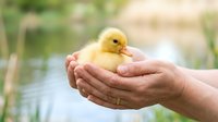 Newborn yellow duckling resting in cupped hands of adult, symbolizing care, nurture, and new life in natural outdoor setting.
