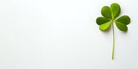 Fresh green clover leaf isolated on white background, symbol of luck and Irish culture, ready for St. Patrick's Day designs and holiday decorations.