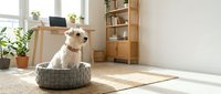 Light-colored dog resting in gray woven bed in bright, minimalist home office with wooden desk, shelving, potted plants, and natural window light for pet lifestyle and interior design.