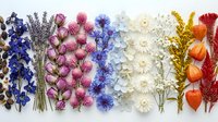 Colorful dried flowers arranged in rainbow gradient from blue to red on white background. Natural botanical specimens for crafts, decoration and floral design projects.
