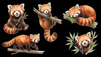 Red panda isolated on transparent background, ready for t-shirt design, clipart, stickers, sublimation and print-on-demand products.