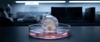 Laboratory brain model in petri dish with pink solution for medical research and neuroscience studies in modern scientific facility.