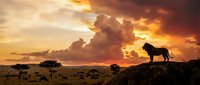 Lion silhouette standing on rocky outcrop during golden sunset in African savanna landscape with acacia trees and dramatic cloudy sky.