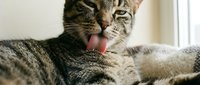 Tabby cat licking its paw with pink tongue out, grooming behavior, domestic pet self-care and hygiene routine.