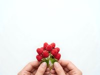 Hands holding fresh red raspberries isolated on white background, suitable for food packaging, healthy eating content, and nutritional product marketing.
